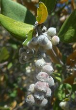 Garrya flavescens Fruit
